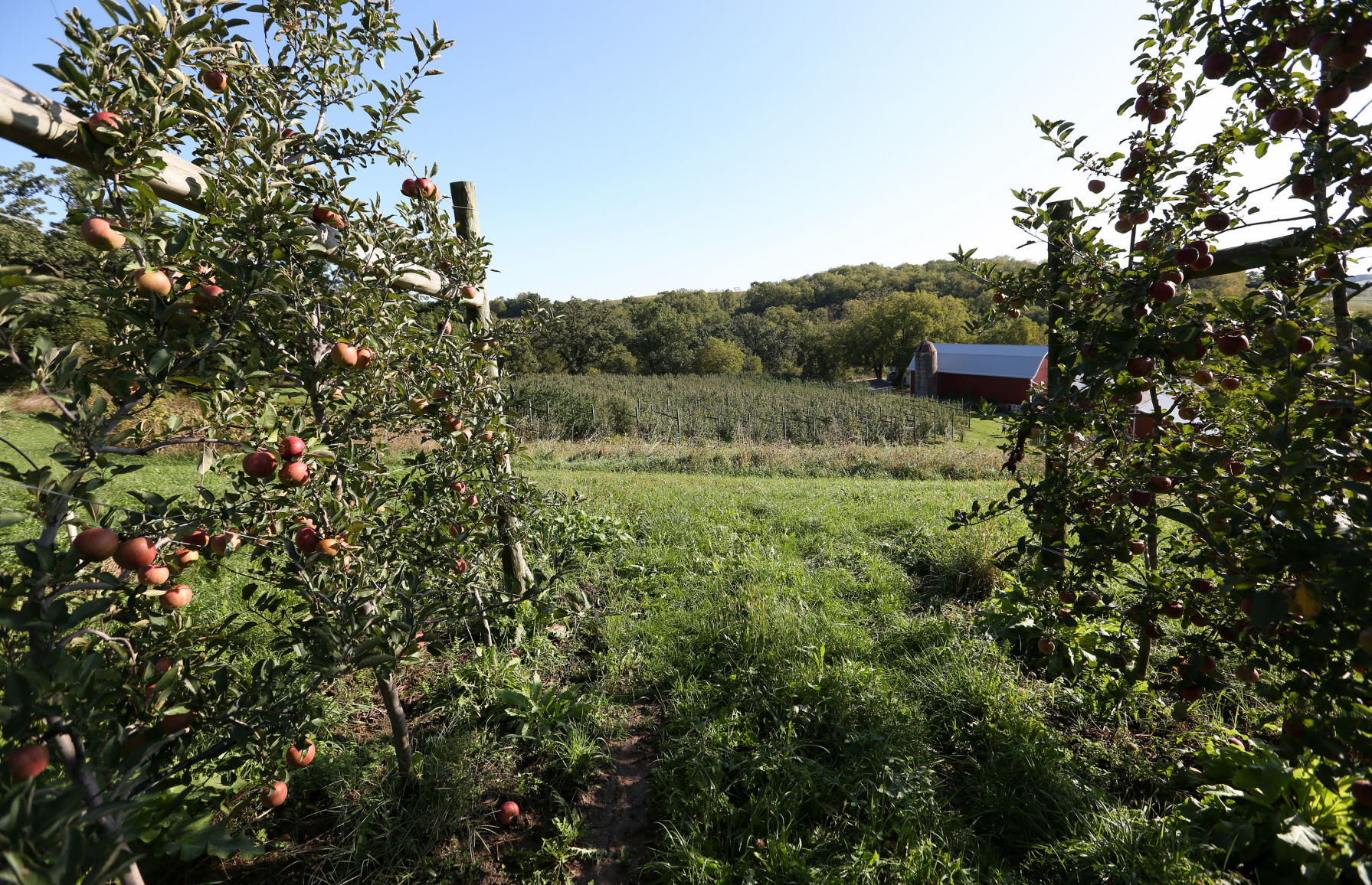ATOMS TO APPLES